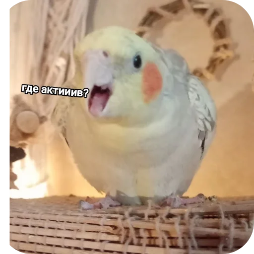 Стикер NaYazykePopugaev - 1