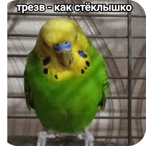 Стикер NaYazykePopugaev - 1