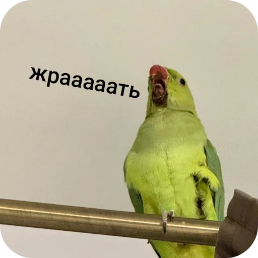 На языке попугаев - 