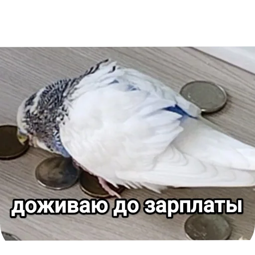 Sticker NaYazykePopugaev - 1