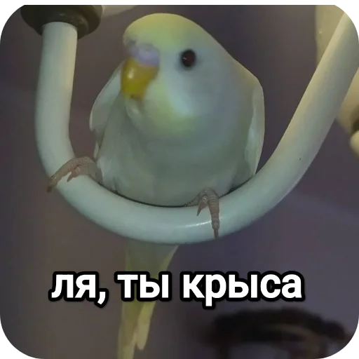 Sticker NaYazykePopugaev - 1