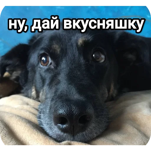 Стикер NaYazykePopugaev - 1