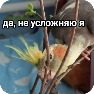 Sticker На языке попугаев - 3