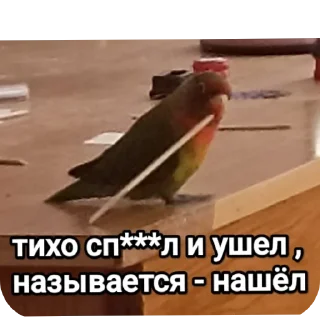 Sticker На языке попугаев - 7