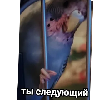 Sticker На языке попугаев - 6