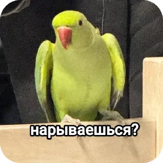 Sticker На языке попугаев - 5