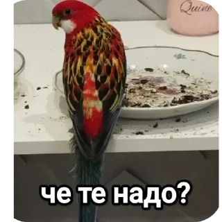 Sticker На языке попугаев - 4
