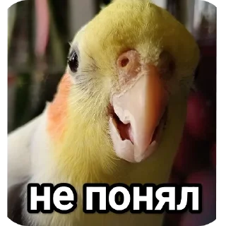 Sticker На языке попугаев - 9