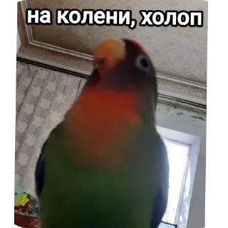 Sticker На языке попугаев - 10