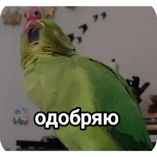 Sticker На языке попугаев - 2