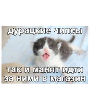 Стикер На случай важных переговоров - 5