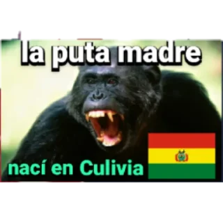 Sticker Nacional-Pardista - 5