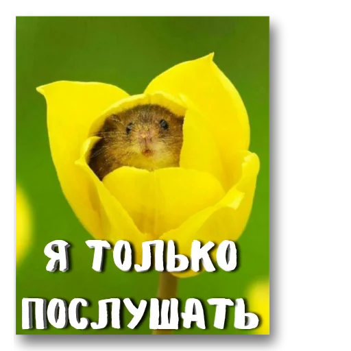 Стикер Nadezhda_online - 1