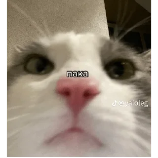 Sticker Стикеры Надмира - 7