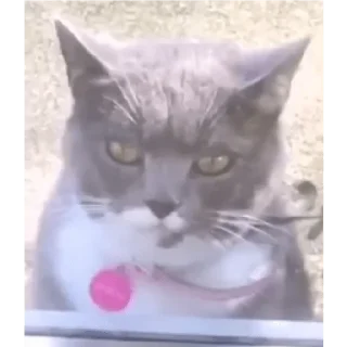 Sticker Стикеры Надмира - 2