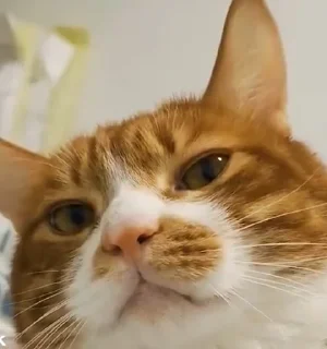 Sticker Стикеры Надмира - 10