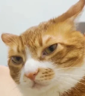 Sticker Стикеры Надмира - 0