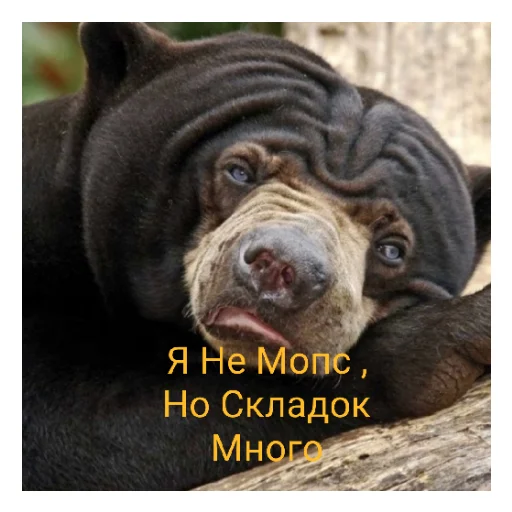 Sticker Наилютейшие медведи - 10