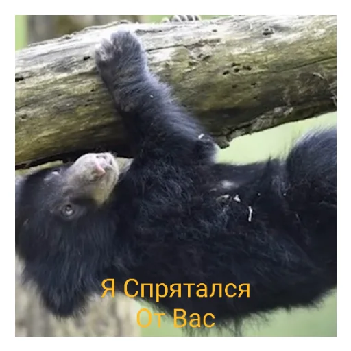 Sticker Наилютейшие медведи - 6