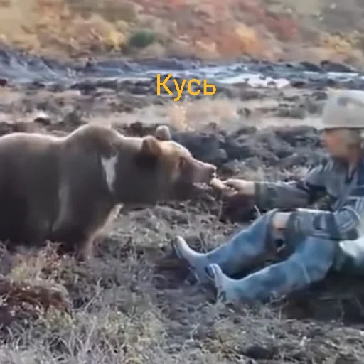 Sticker Наилютейшие медведи - 4