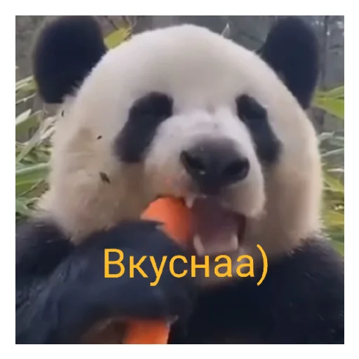 Sticker Наилютейшие медведи - 2