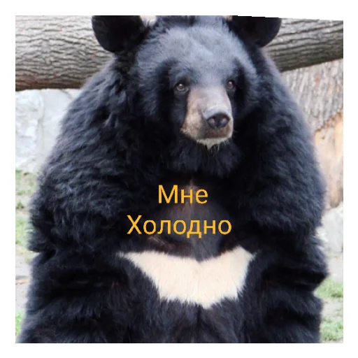 Sticker Наилютейшие медведи - 1