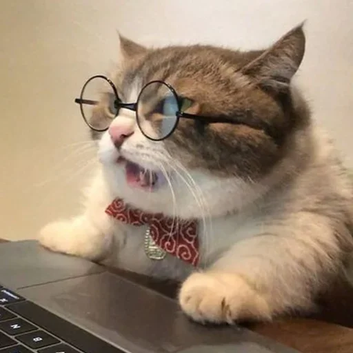 laptop indoor small to medium-sized cats