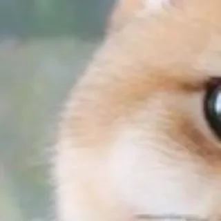 Sticker @chatt23 НАШ ЧАТ - 7