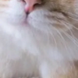 Sticker @chatt23 НАШ ЧАТ - 11