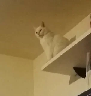 Стикер Nalu's nekos - 1