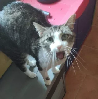 Стикер Nalu's nekos - 10