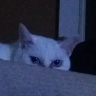 Стикер Nalu's nekos - 3