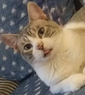 Стикер Nalu's nekos - 11