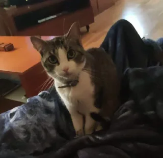 Стикер Nalu's nekos - 4