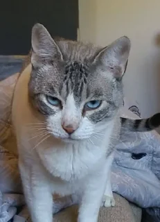 Стикер Nalu's nekos - 7