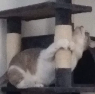 Стикер Nalu's nekos - 8