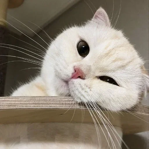 млекопитающее животное кошки малого и среднего размера