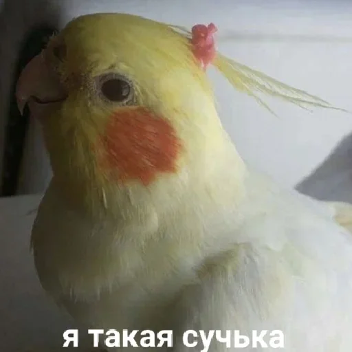 животное птица попугай