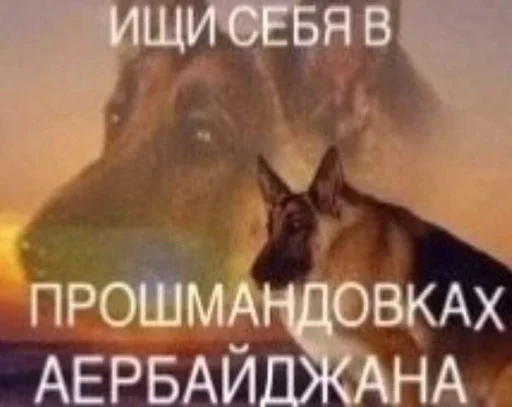 СМС млекопитающее животное