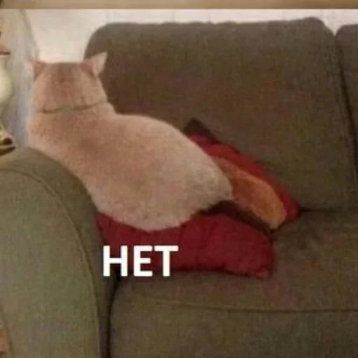 комнатный кошка кушетка