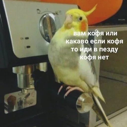 животное попугай птица