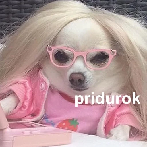 солнечные очки млекопитающее защитные очки