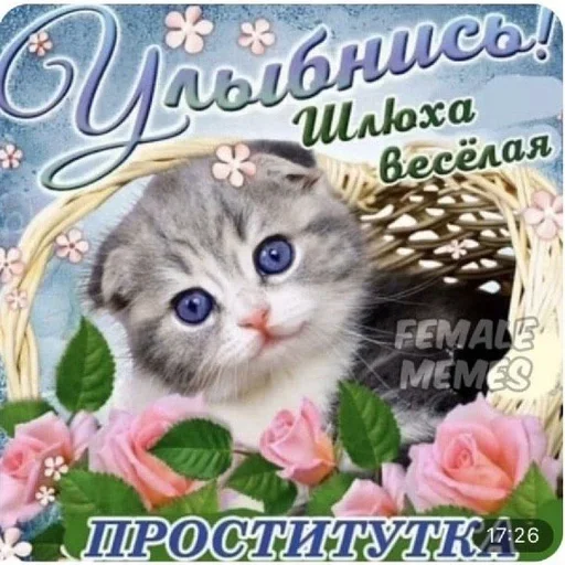 СМС цветок кошки малого и среднего размера