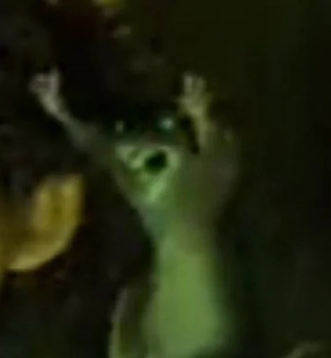 animal aquarium organism