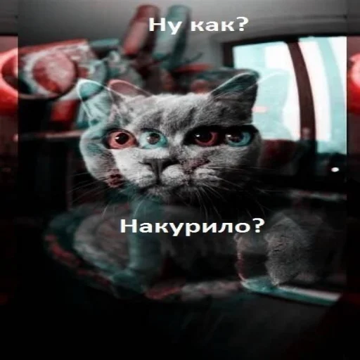 СМС кошка животное