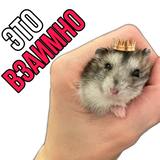 Стикер Narniaaaa - 1