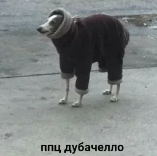 Стикер Шипперган💦 - 1