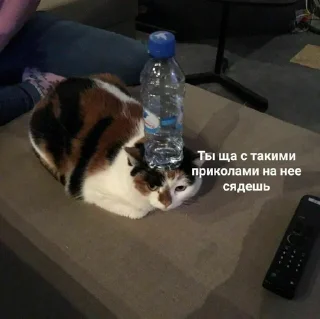 Стикер Шипперган💦 - 8