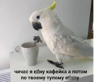 Стикер Шипперган💦 - 3