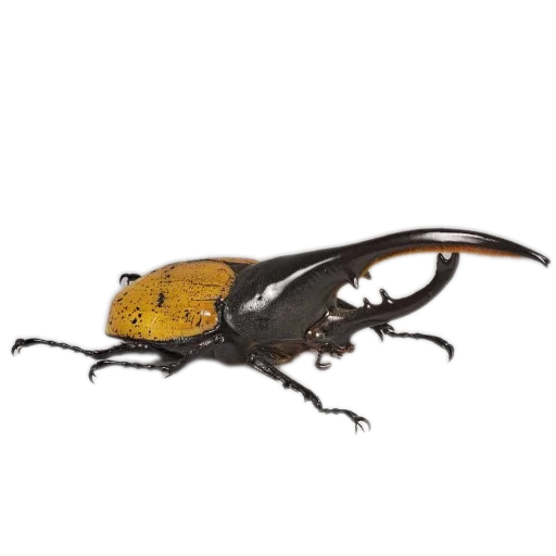 Sticker Nasekomye84 - 1